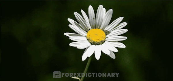 Hoa cúc với 35 hoặc 55 cánh hoa - con số thuộc dãy Fibonacci