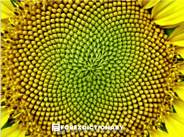 Hoa hướng dương có 34 hình xoắn ốc